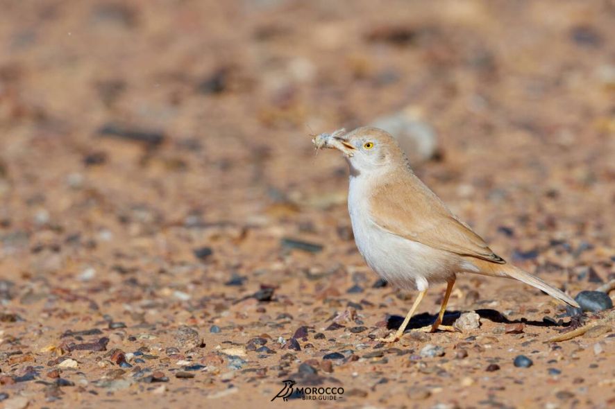 Birds Of The Sahara Desert
