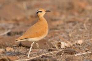 Cream-colored Courser Morocco birding tours