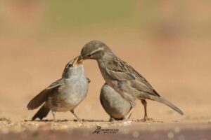 Desert Sparrow morocco bird guide
