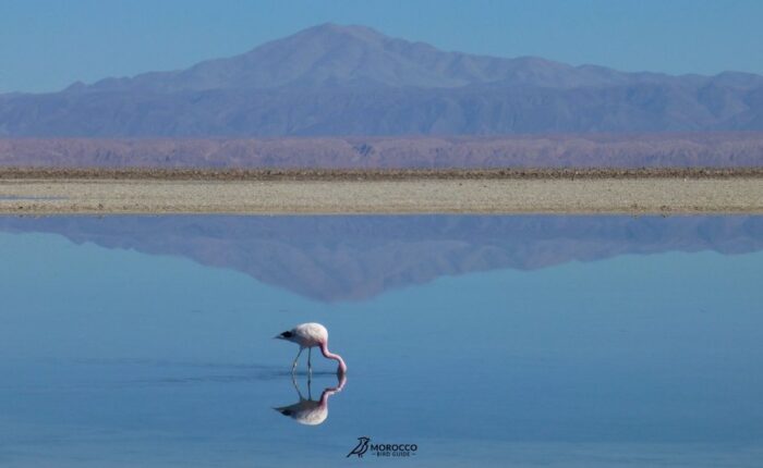 Full Day Merzouga Birding Tour – Sahara Desert Bird