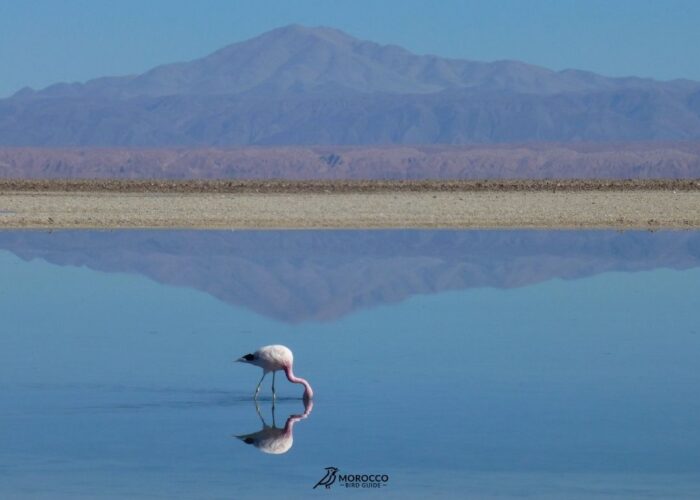 Full Day Merzouga Birding Tour – Sahara Desert Bird