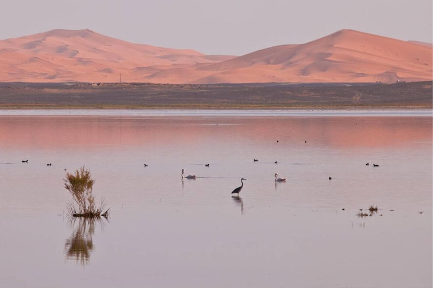 Merzouga birding tours with an expert Morocco bird guide
