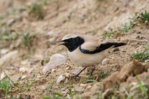 desert wheatears moroccan bird