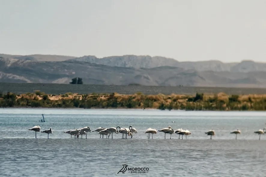 Morocco Birding Tours | Guided Birdwatching Holidays in Morocco Morocco birding tours with expert local guides exploring the best birdwatching destinations across Morocco